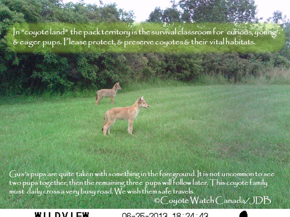 Foot n' Field Update: Wildlife Cameras Provide Intimate Gaze Into Coyote Family Living