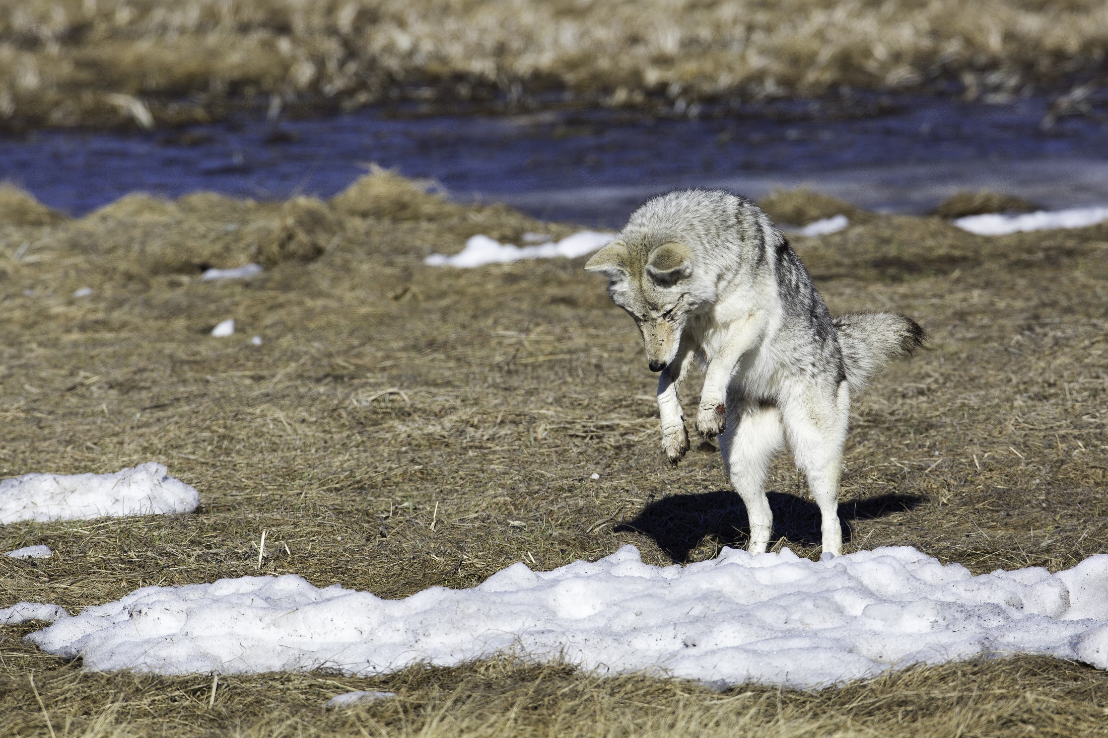 E. Coyote feeding on top prey item – small rodents. If you’re a dog owner, you’ll be familiar with this ‘pouncing posture.’ Rodent numbers are up and in some cases, are impacting ecosystem recovery.