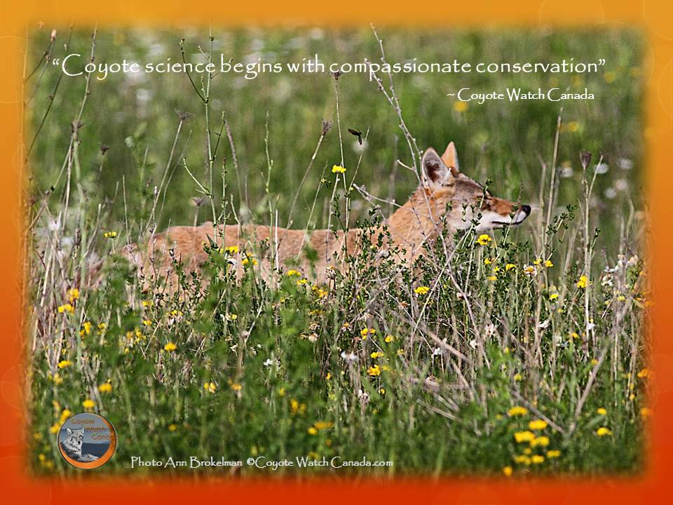 Coyote science begins with compassionate conservation.