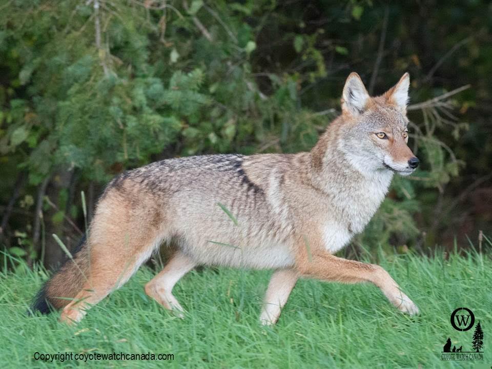 Eastern Coyote in Ontario