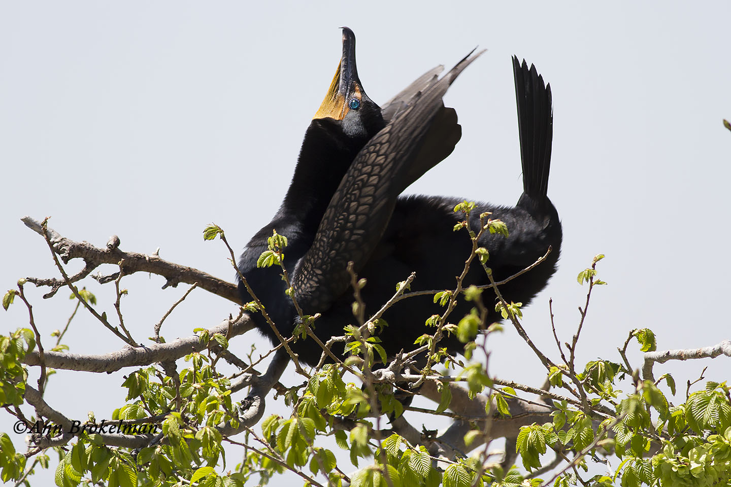 Double-crested Cormorant calling to mate