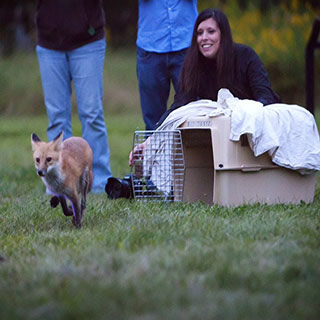 Rebecca Rothwell, Rehabilitation Therapist, Coyote Watch Canada