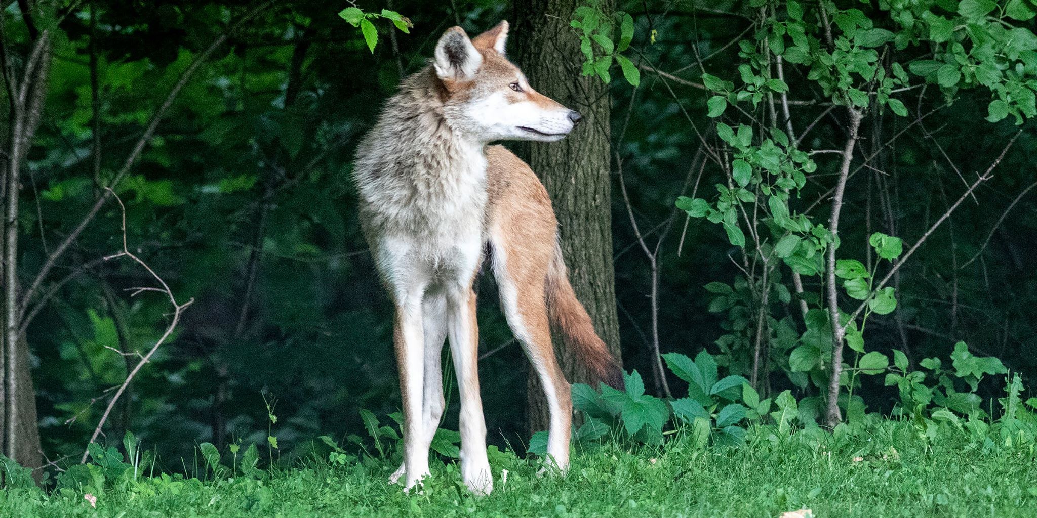 Eastern coyote