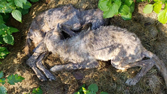 Deceased coyote pups