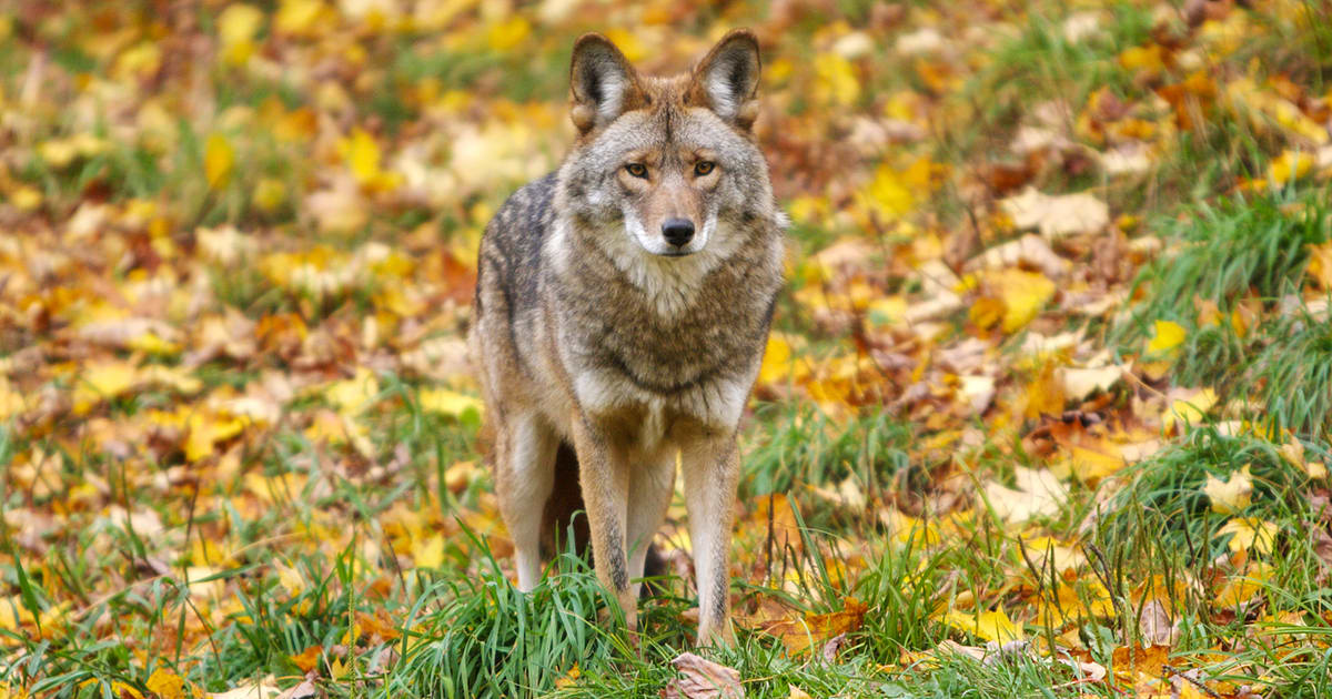 An Eastern Coyote