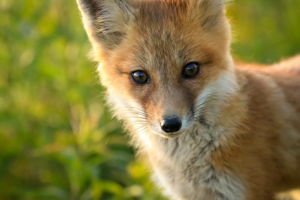 Are your social posts putting wildlife in harm's way? - Blog | Coyote Watch  Canada