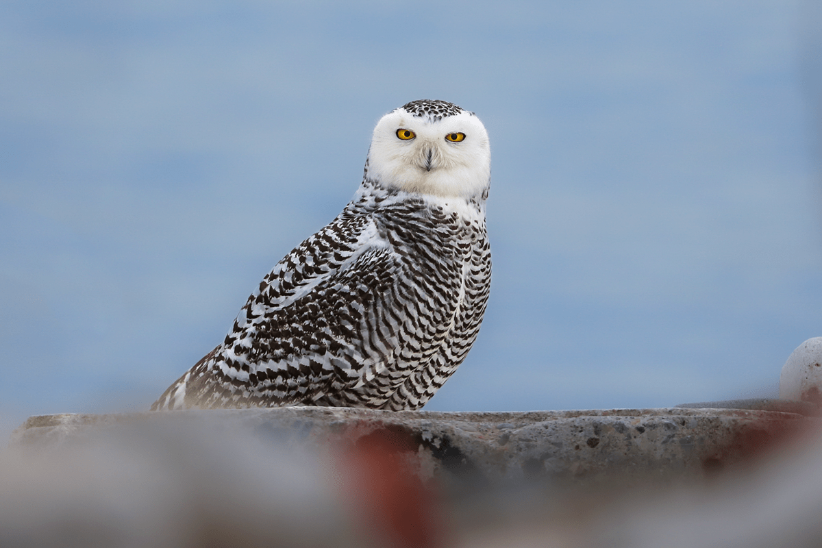 Photo of an owl by Cari Siebrits