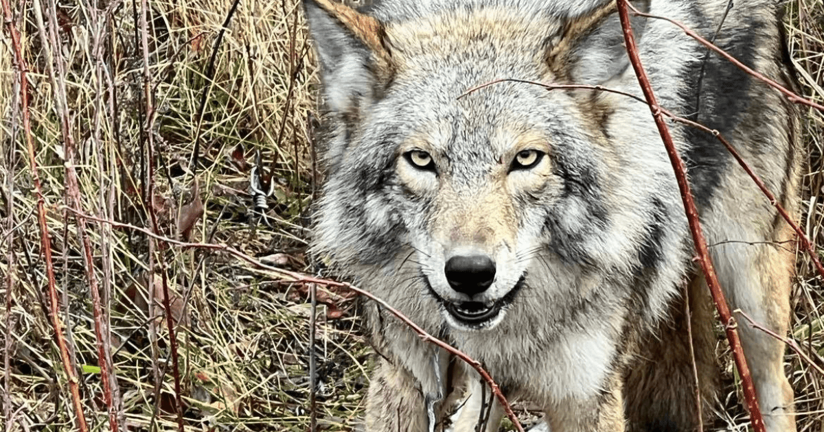 A coyote caught in an Ottawa snare.