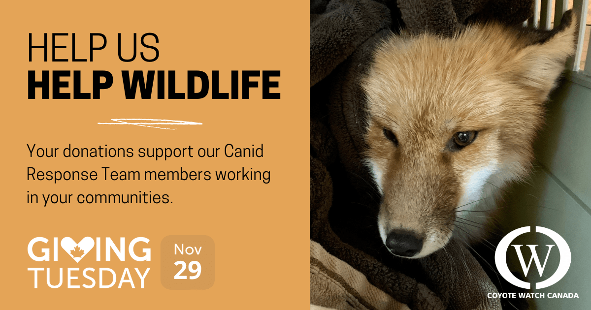 Support Coyote Watch Canada on Giving Tuesday