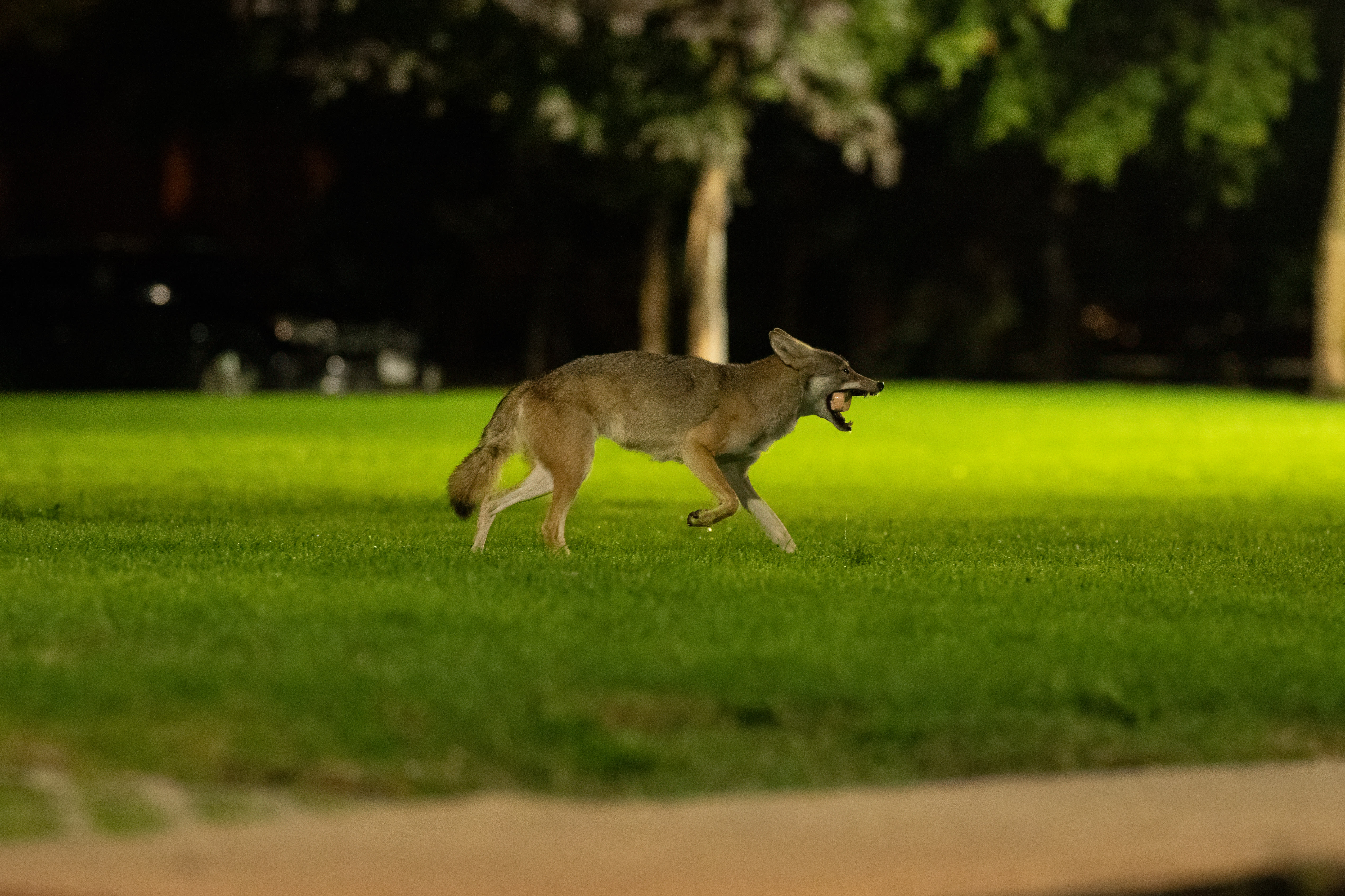 profile of coyote eating food from people