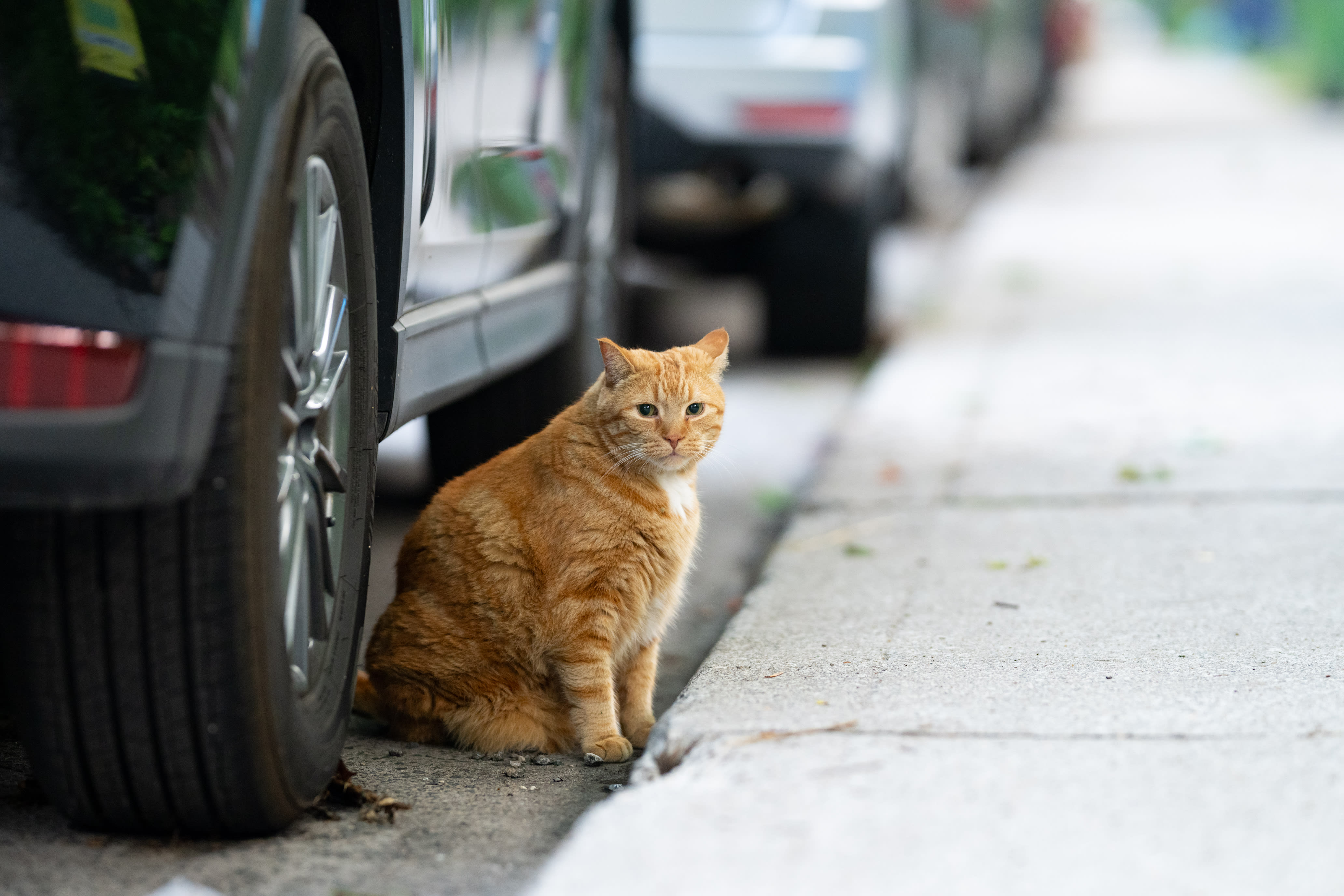 Pretty orange tabby cat free roaming