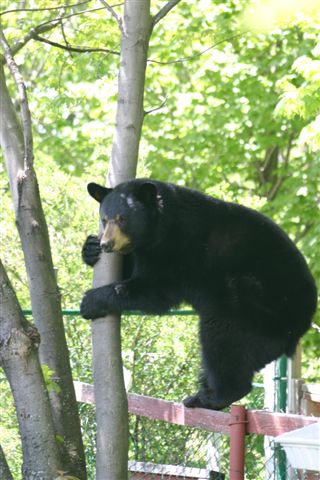 Bear Coexistence & Education