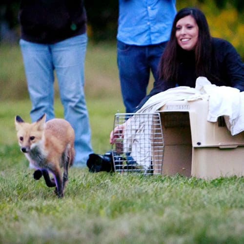 Becky Rothwell, Rehabilitation Therapist, Coyote Watch Canada