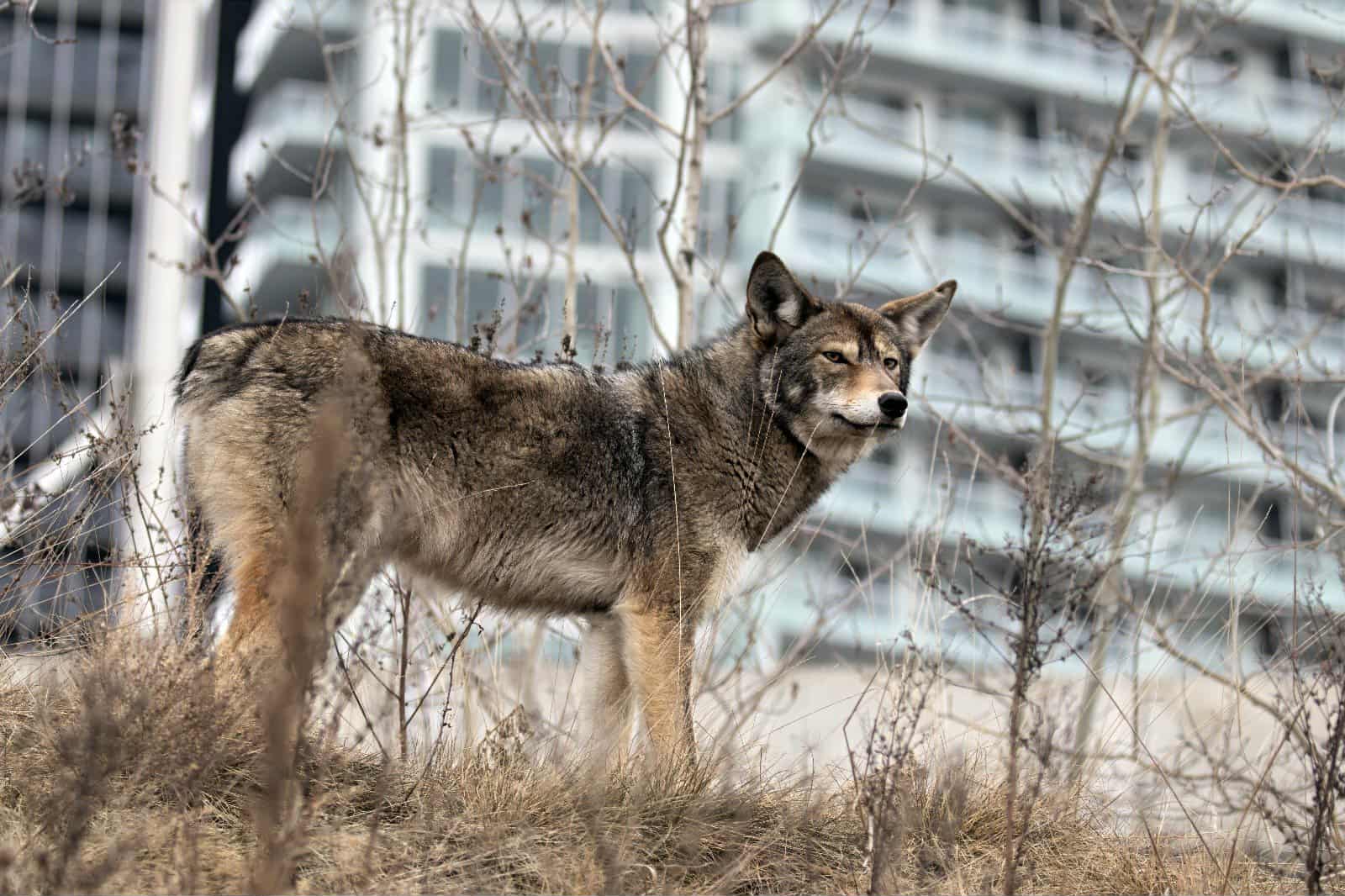 A coyote thriving in Toronto natural scape