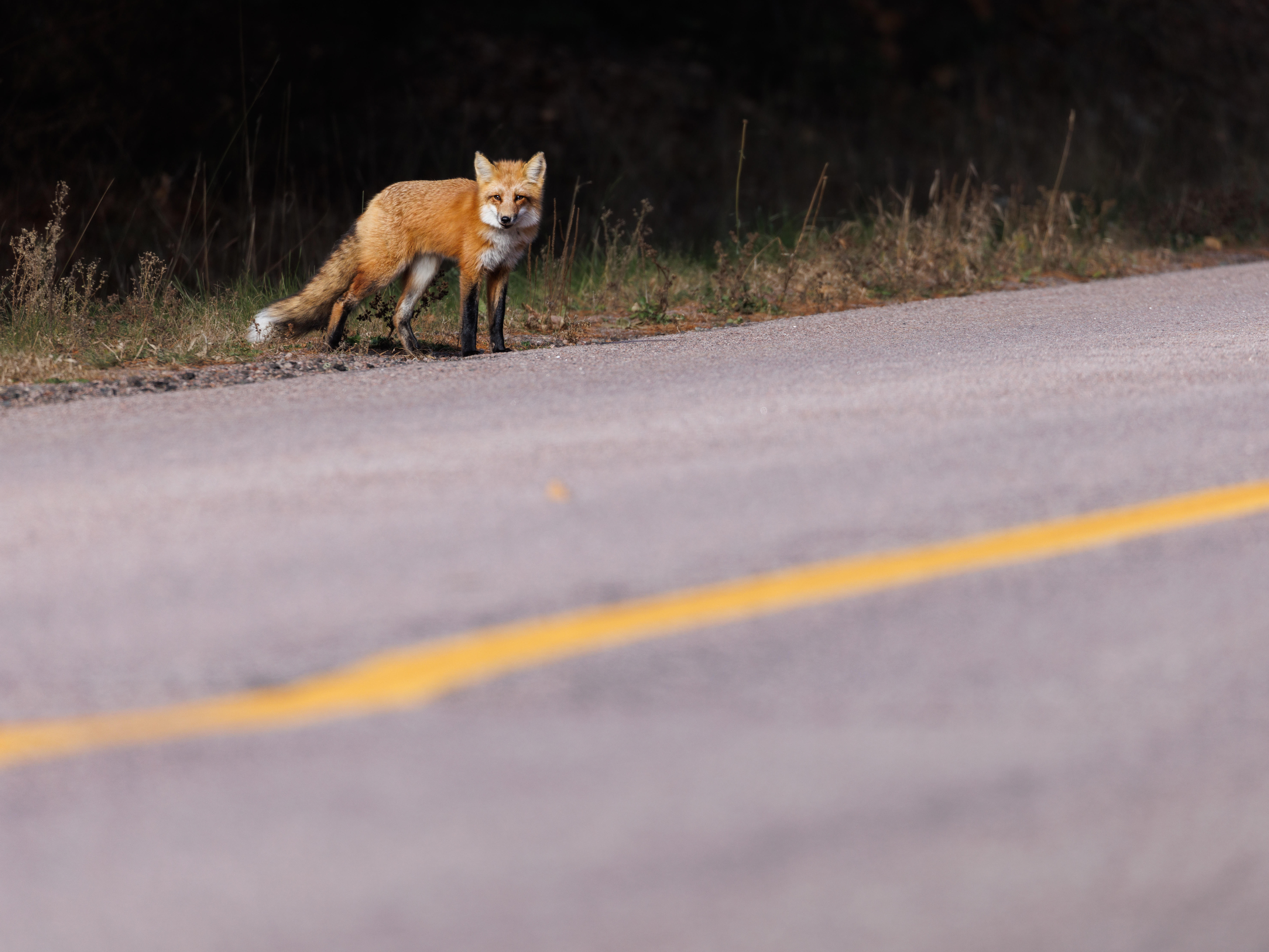 red fox roadsaide