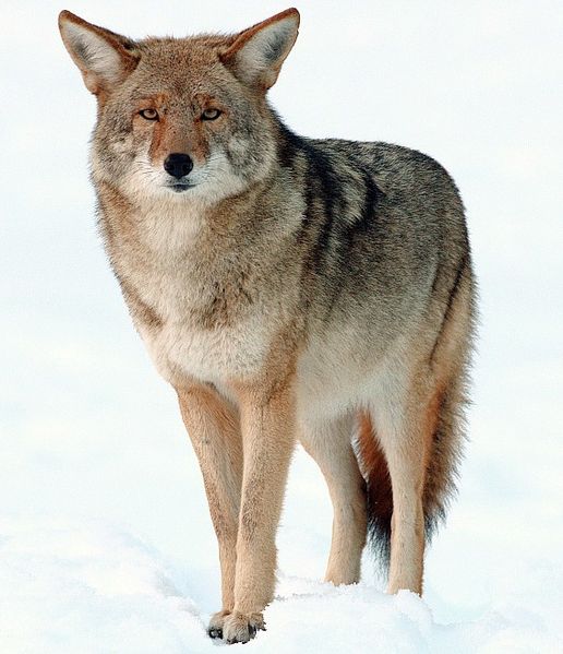 Coyote-Yosemite wiki Yathin S. Krishnappa