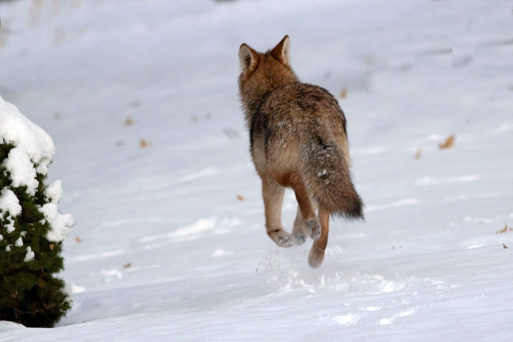 Coyote Running in Snow