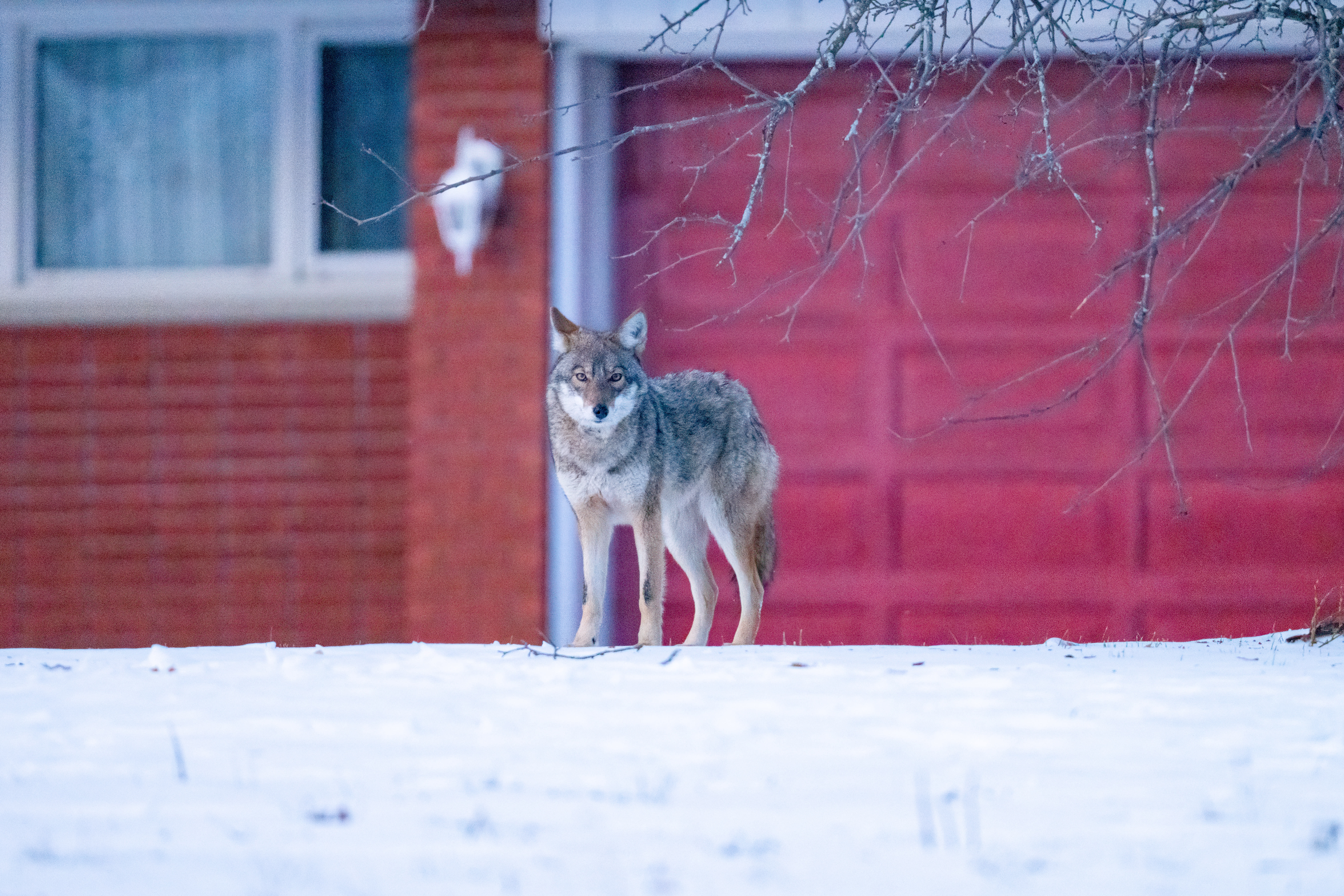 Eastern coyote in community
