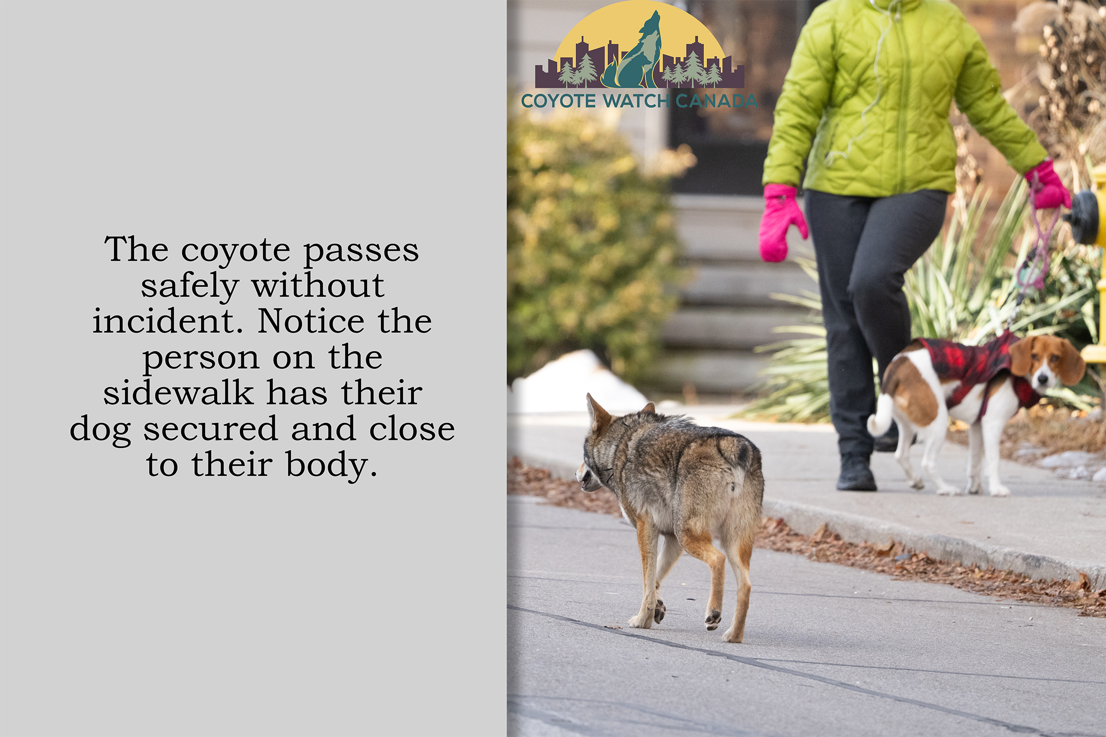 Bunny passing leashed dog