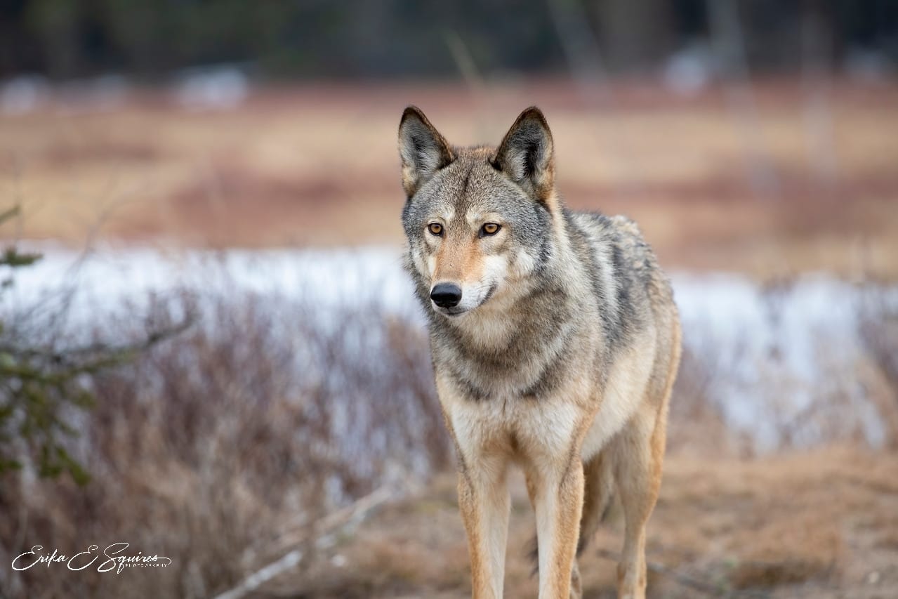 Eastern wolf Eirka Squires