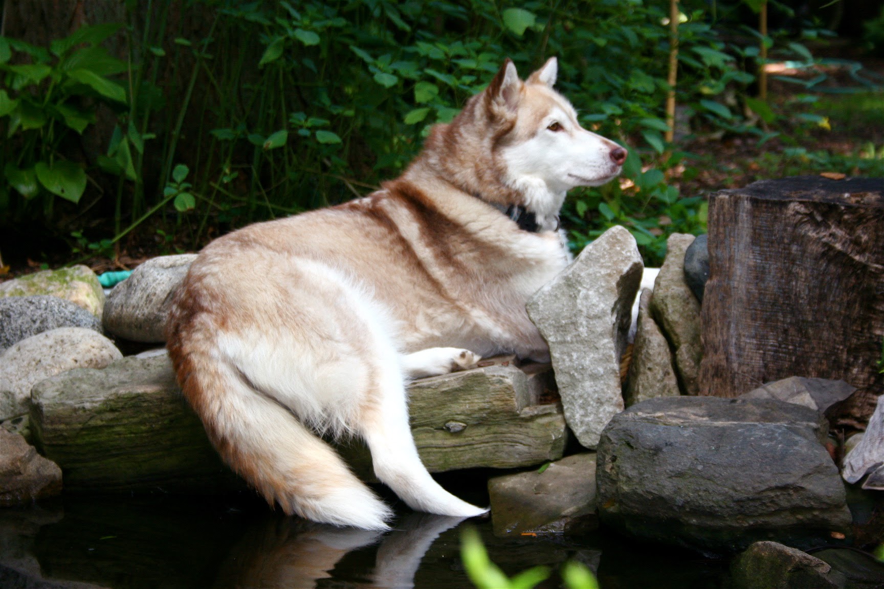 My late dog Faith – a Siberian Husky and E. Coyote look-a-like, enjoying the winter air.