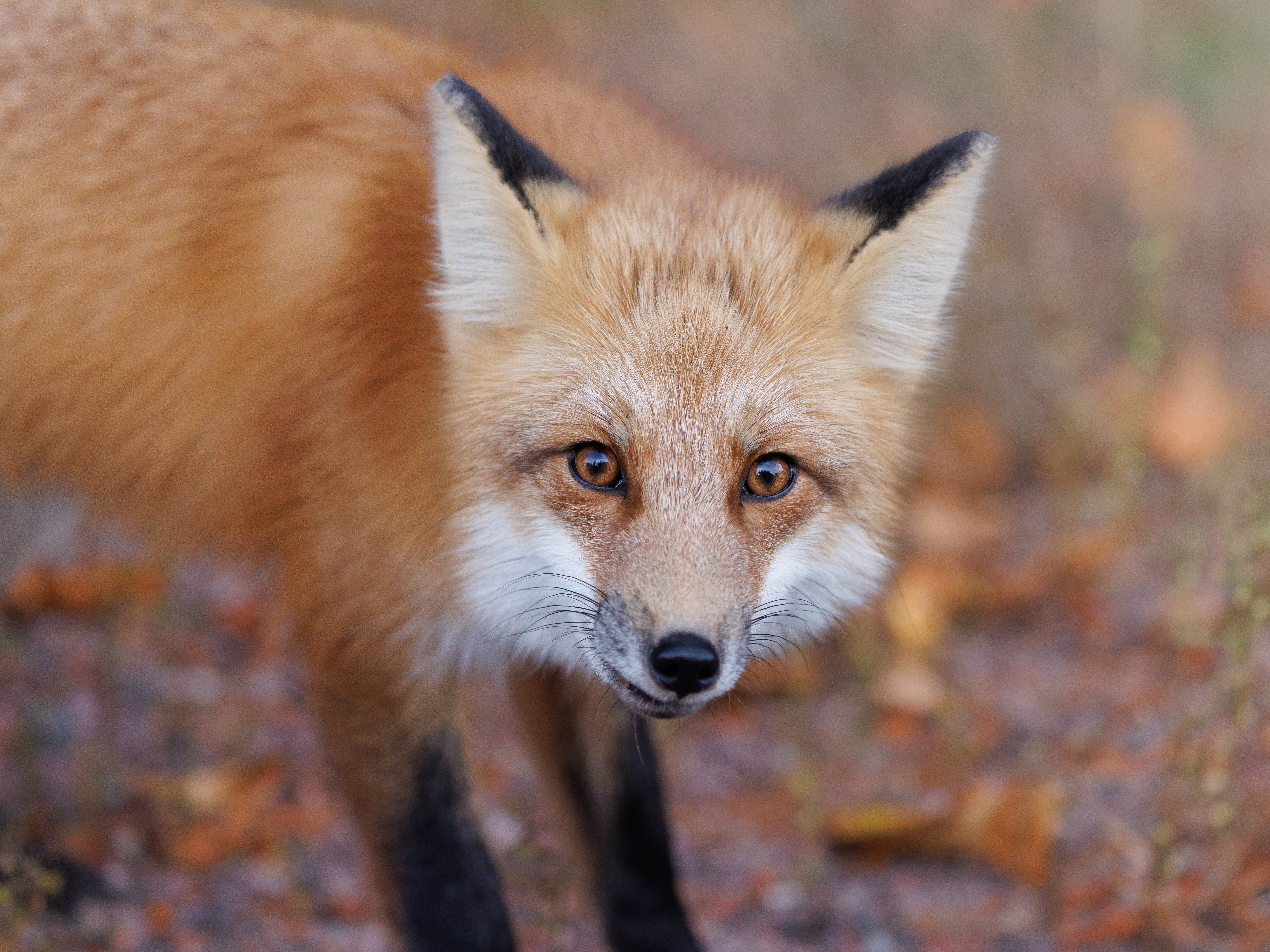 Red fox roadside
