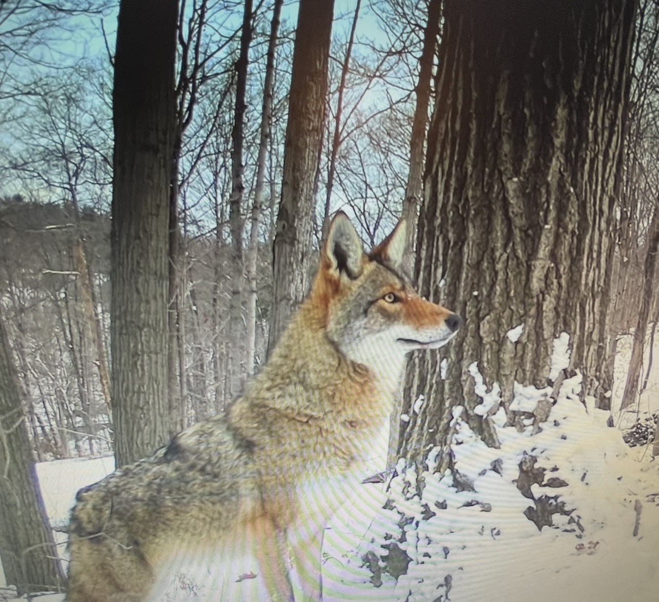 Lone Coyote Kim Schizas