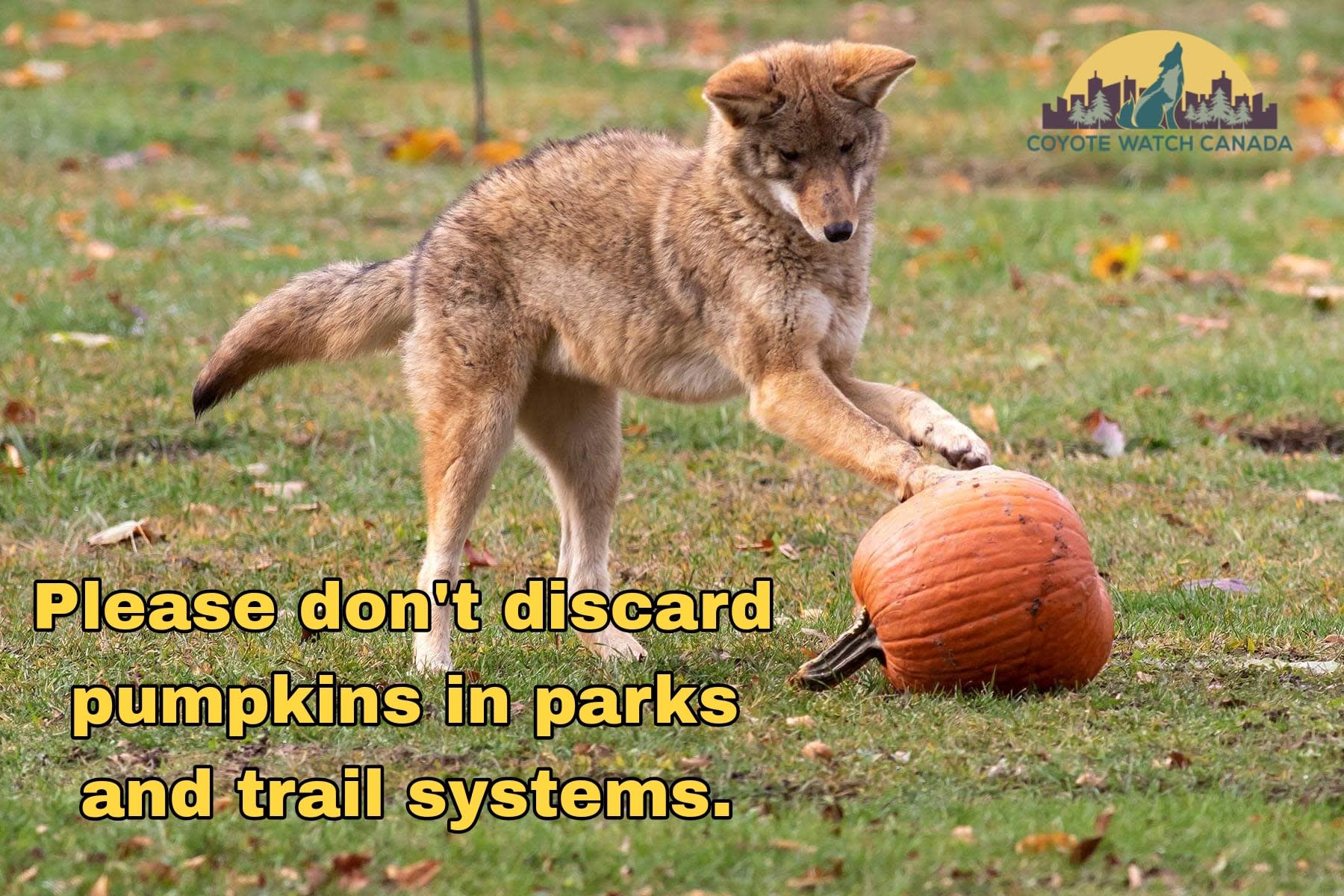 coyote playing with a discarded pumpkin