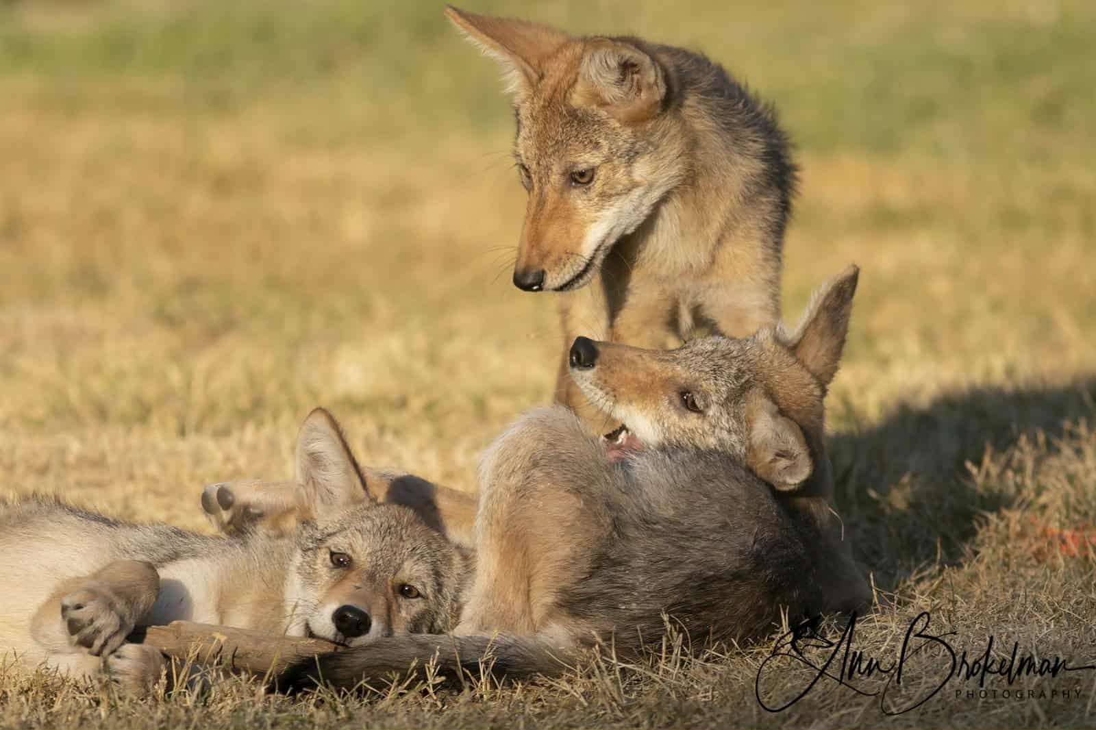 coyote pups resting