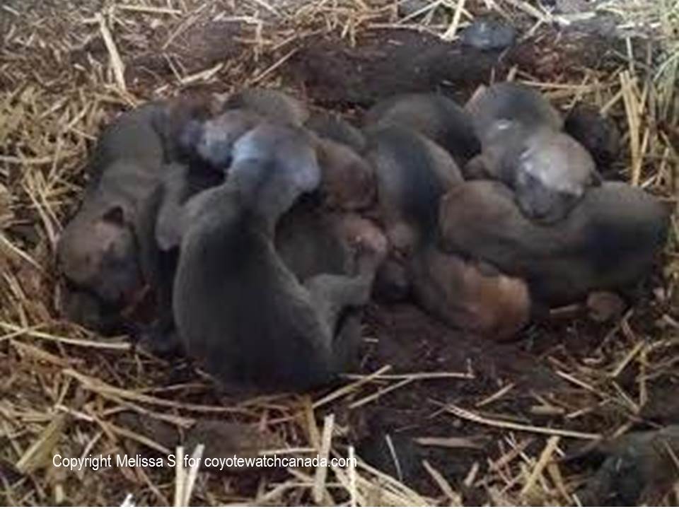 Newly born coyote pups orphaned by hunters.