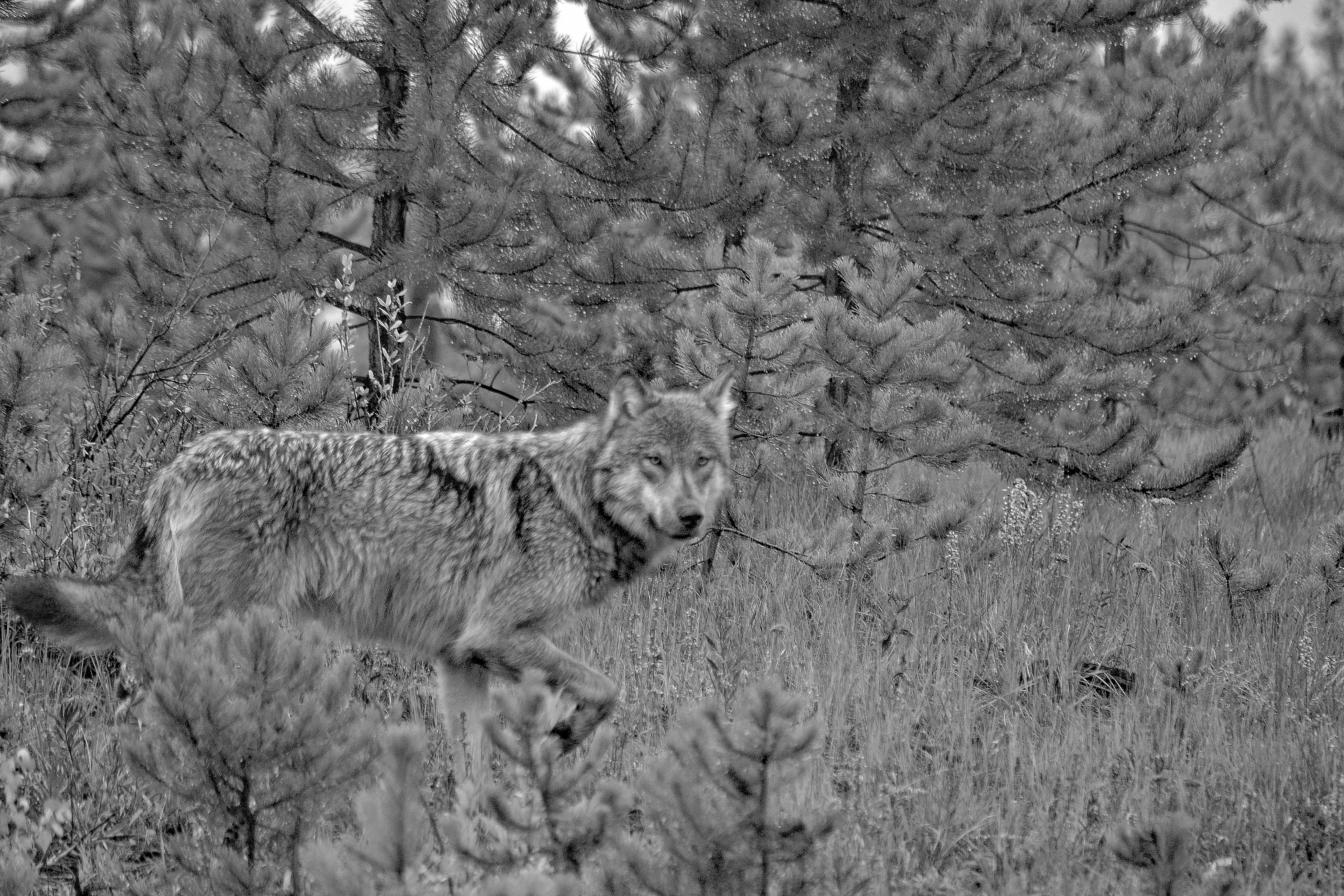 DTP Blue Lake Wolf Sadie Parr