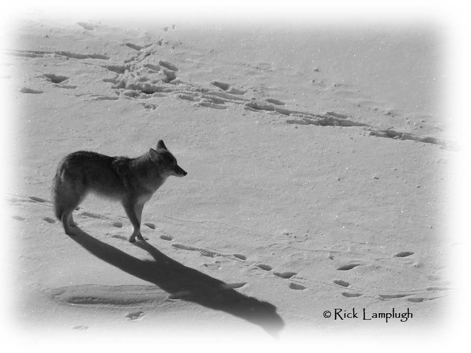 Rick Lamplugh Coyote Watch