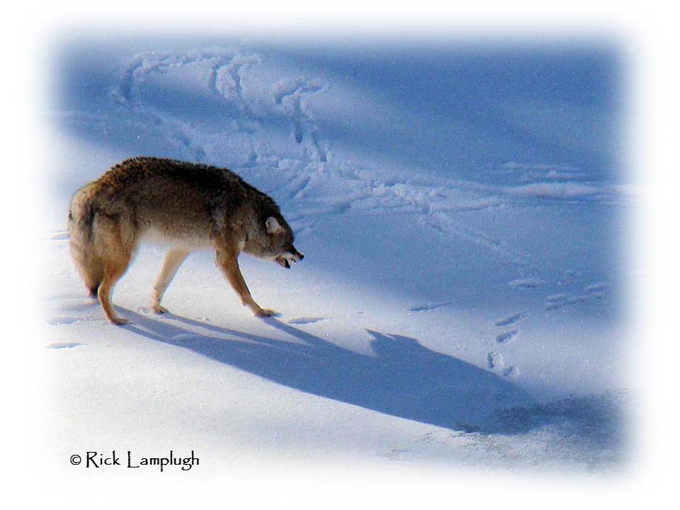 Rick Lamplugh's Coyote Watch