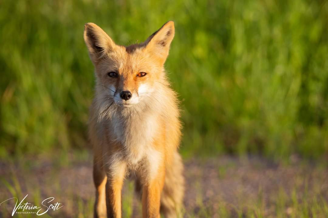 Red fox mother