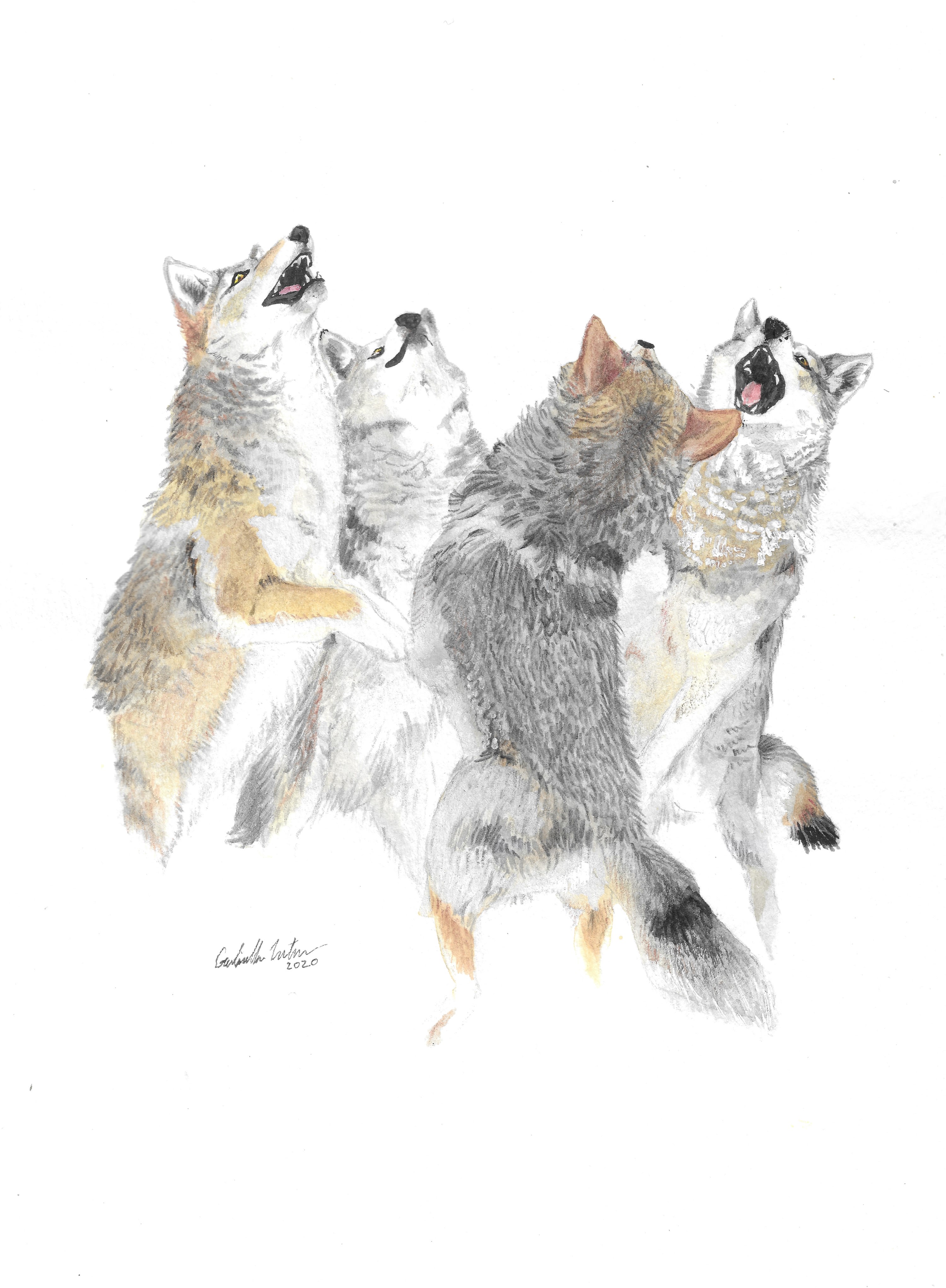 Coyote Dance