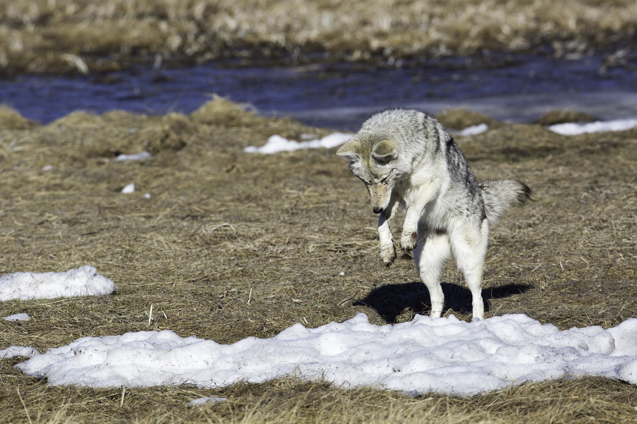 E. Coyote feeding on top prey item – small rodents. If you’re a dog owner, you’ll be familiar with this ‘pouncing posture.’ Rodent numbers are up and in some cases, are impacting ecosystem recovery.