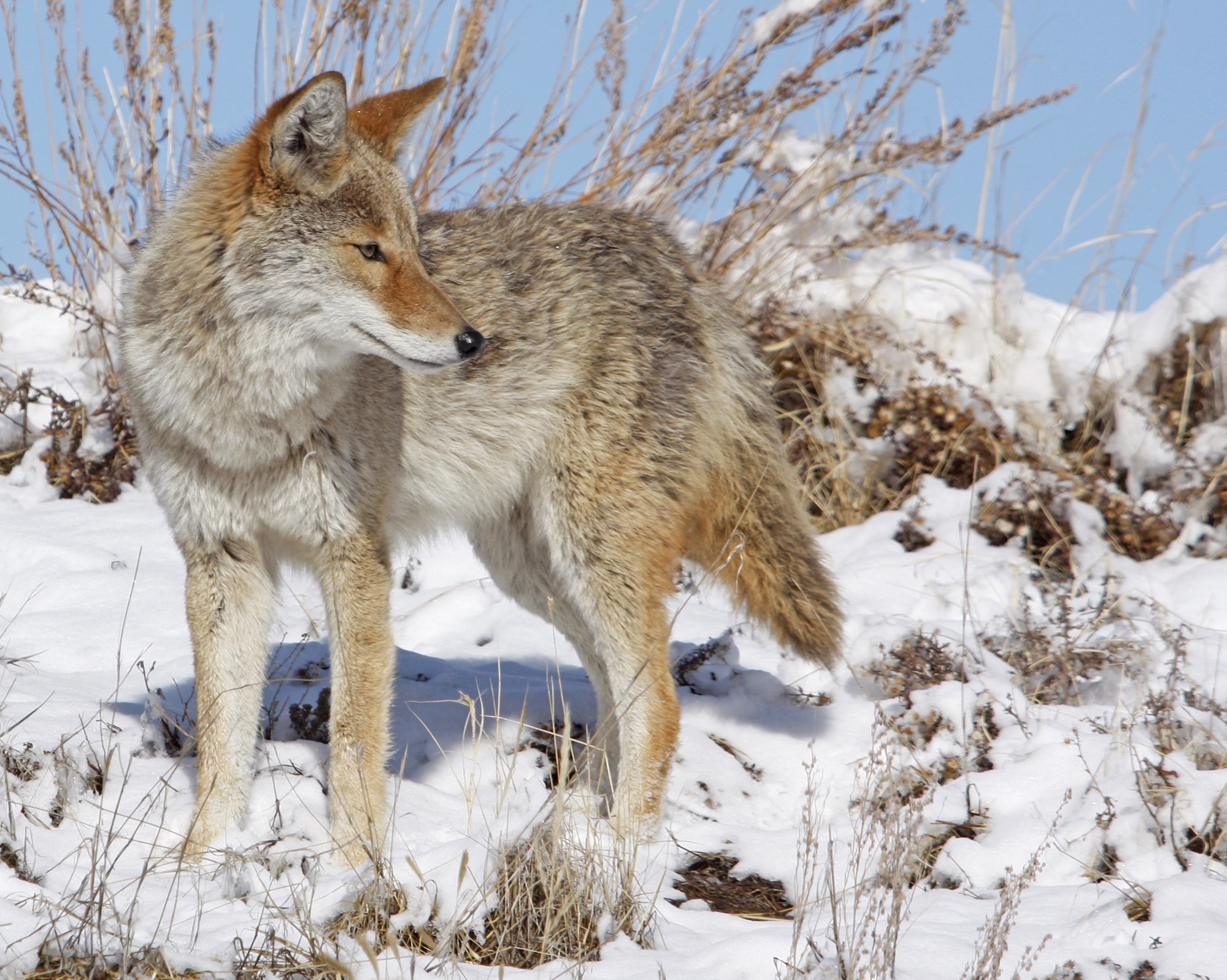 Coyote in the snow.