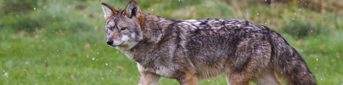 Coexisteren met coyotes