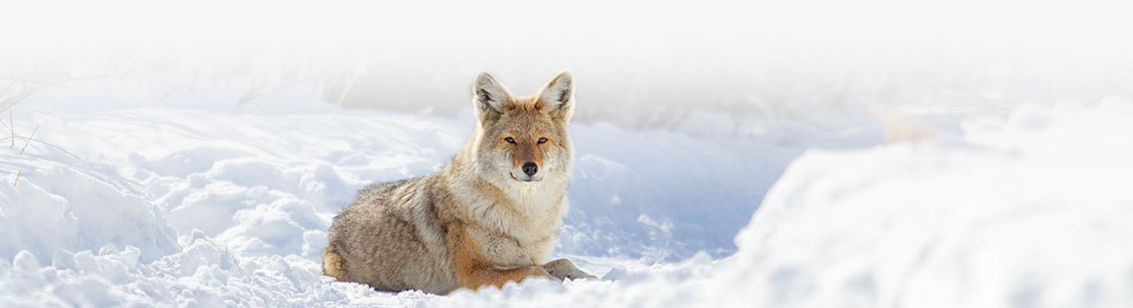 Coyote Watch Canada