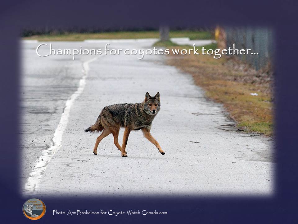 Champions For Coyotes Work Together