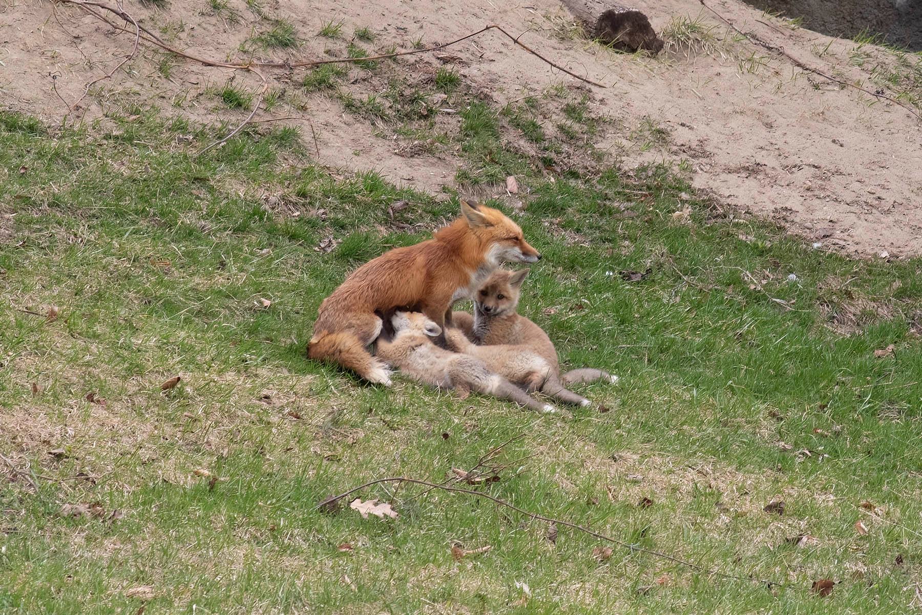 red fox mom & kits