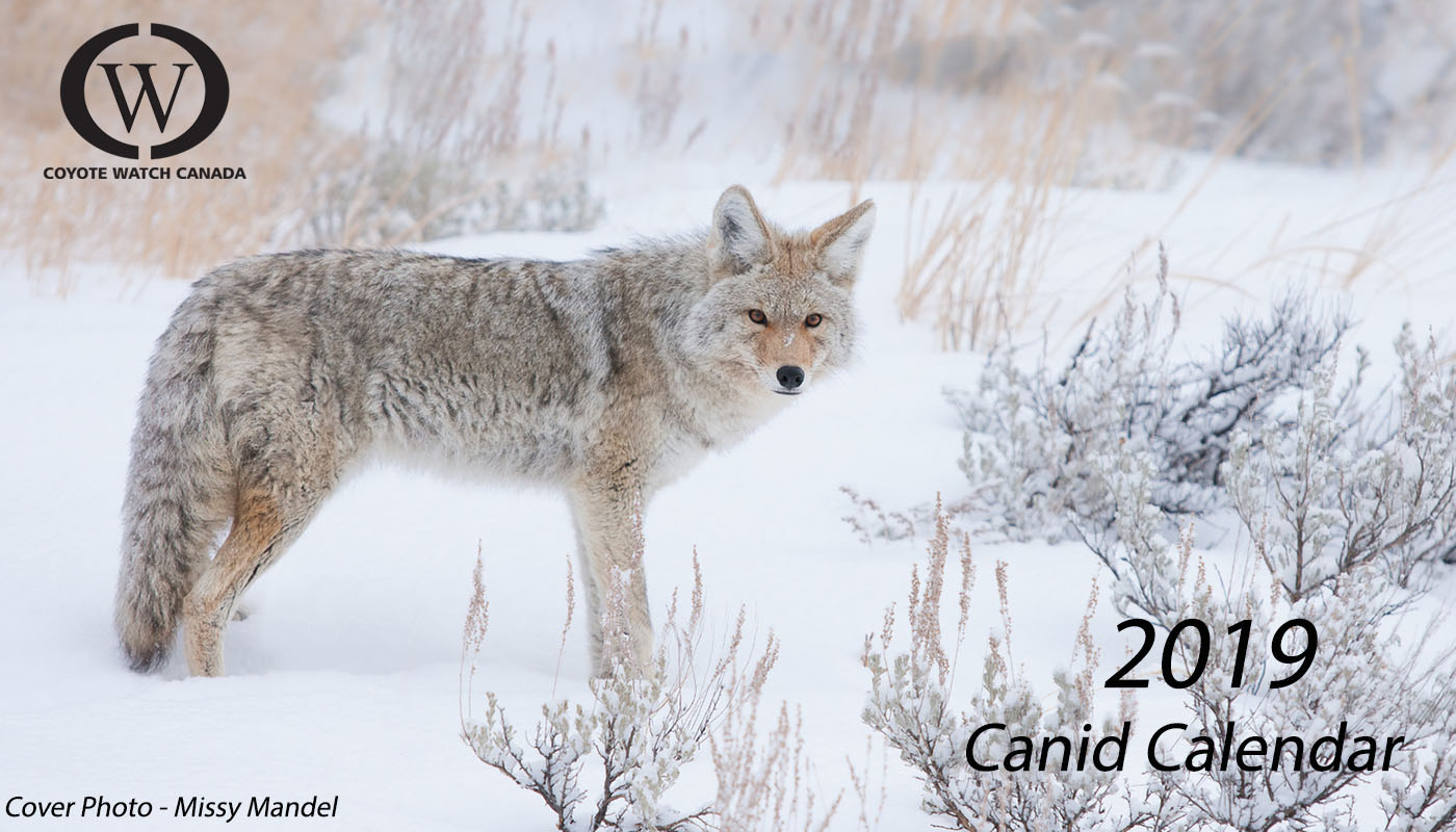 canid calendar 2019 special