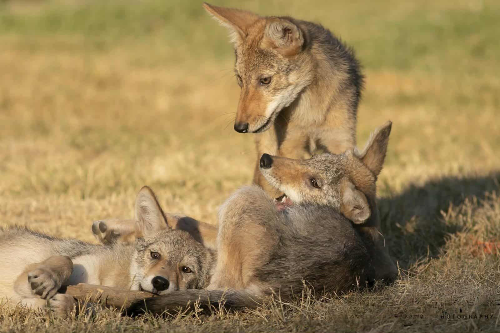 coyote pups cuddling