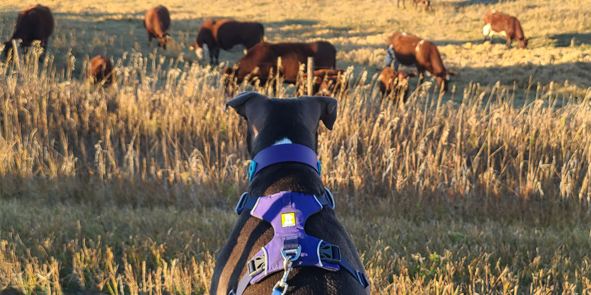 Trunks in a field with nature and cattle