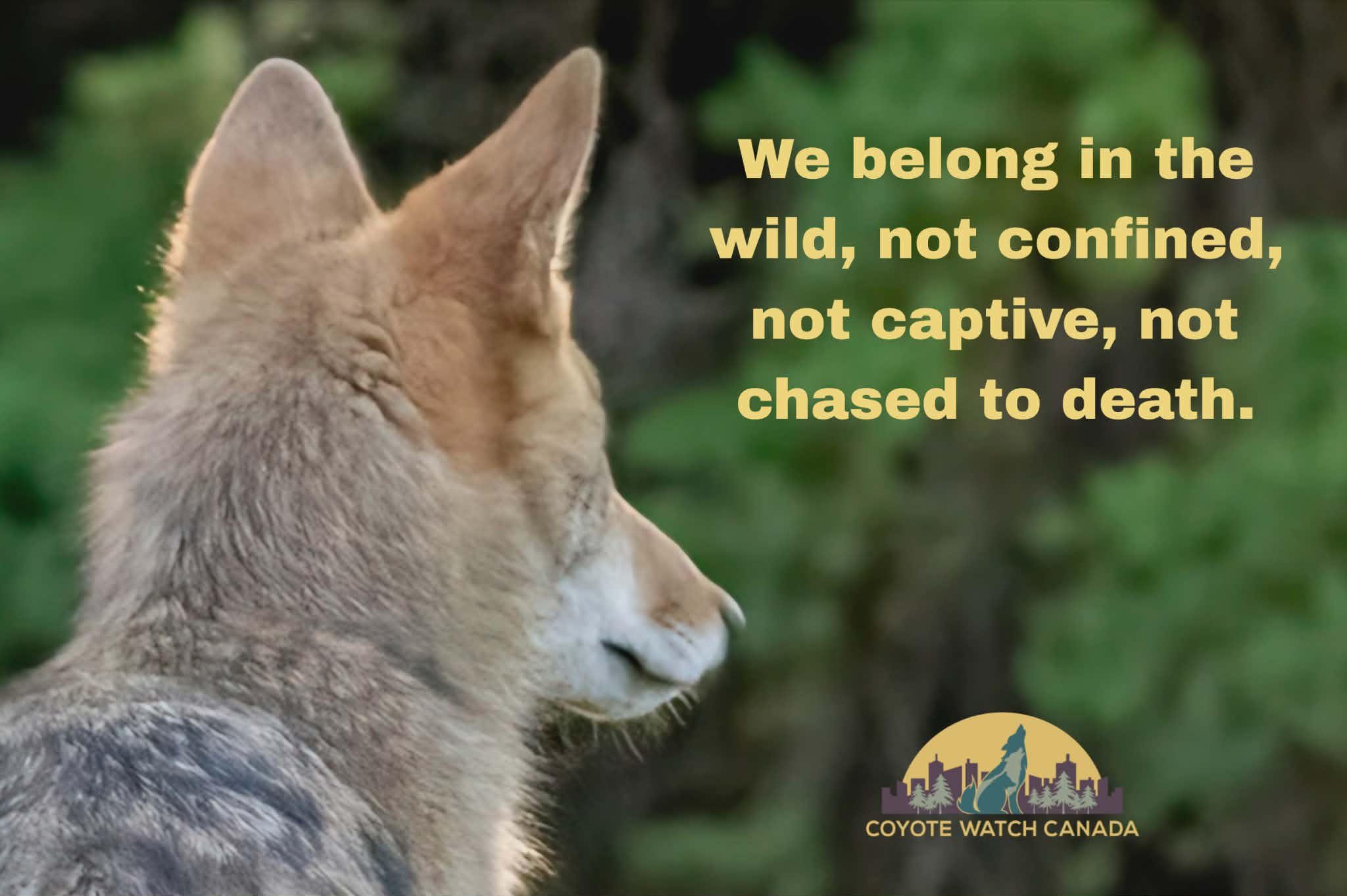 Action Alert End dog Penning Today